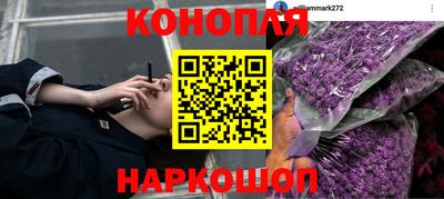 крисы Камышлов